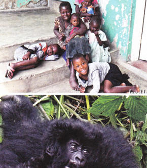 Représentation de l'article Le Kivu revisité, deux familles, des congolais et des gorilles.