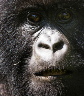 Représentation de l'article Rumbled in the jungle, face de gorille de près
