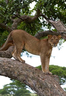 Lionne dans un arbre