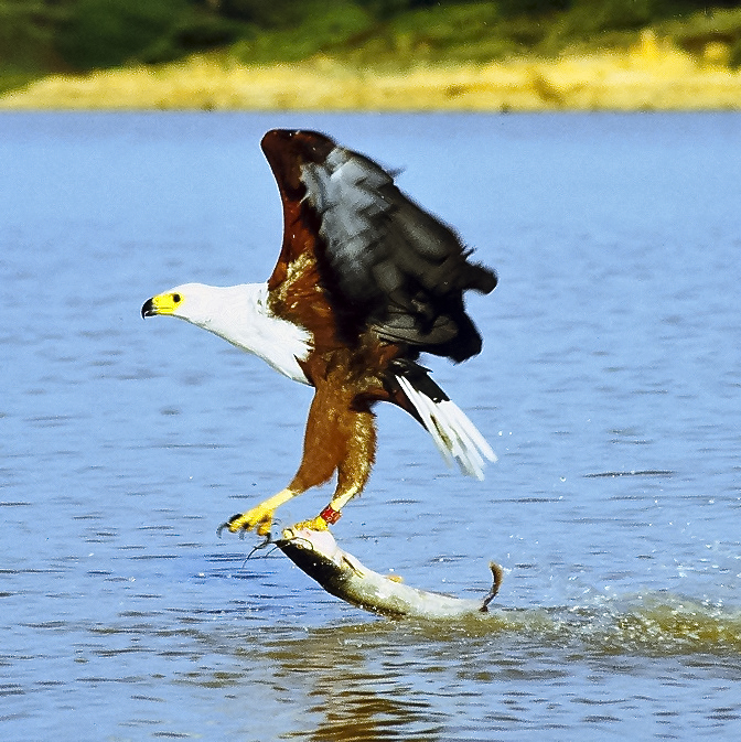 Aigle pêcheur d'Afrique attrapant un poisson chat.