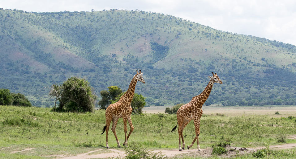 Girafes dans le parc National de l'Akagera au Rwanda