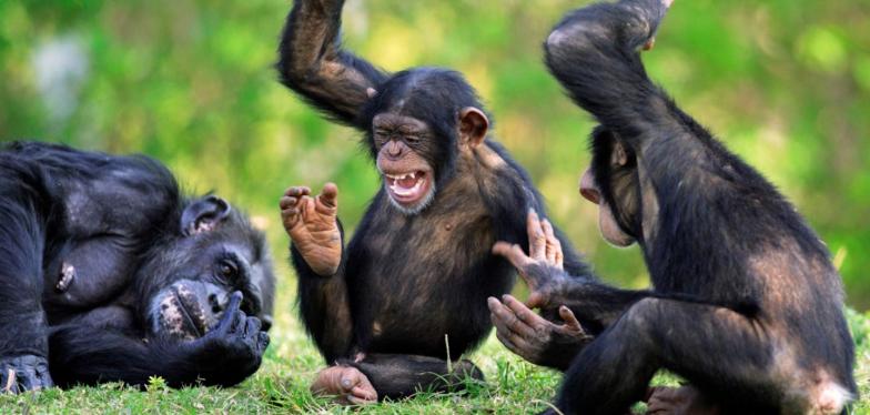 chimpanzees qui rigolent