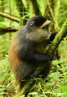 Colobe dans un arbre