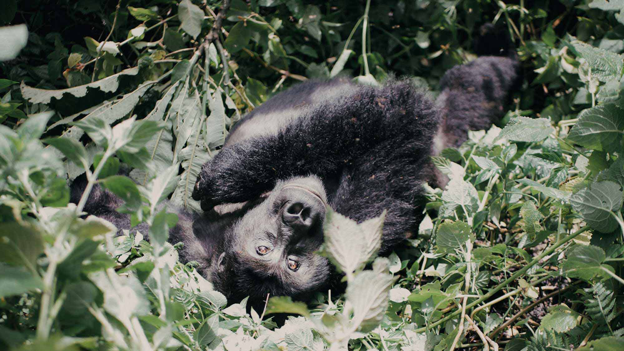 Gorille couché dans la brousse